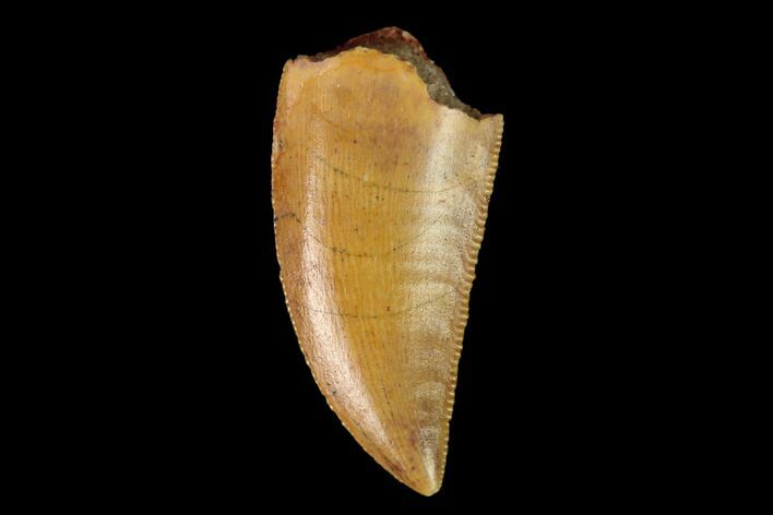Serrated, Raptor Tooth - Real Dinosaur Tooth #149078
